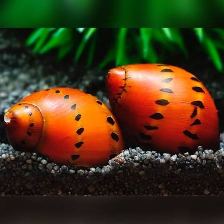 Ruby Nerite snails