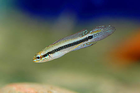 Taeniacara candidi (Black Stripe Dwarf Cichlid) PAIR