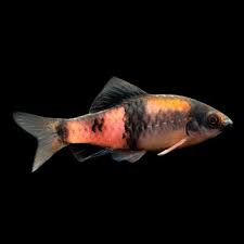 Melon Barb (Haludaria fasciata)