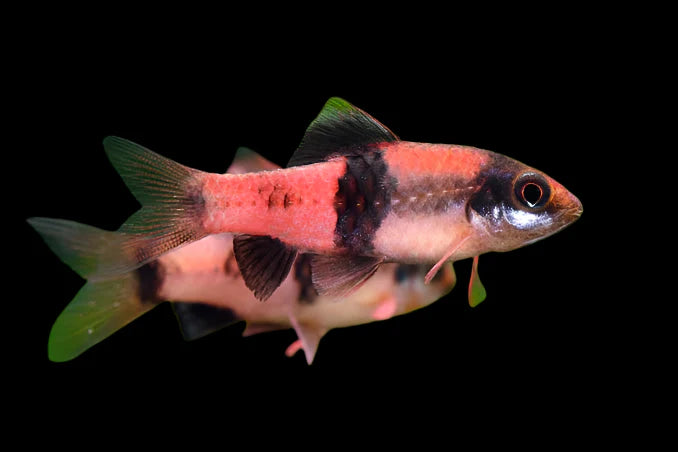 Melon Barb (Haludaria fasciata)