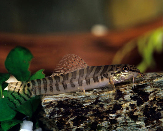 Zipper Loach (Acanthocobitis botia)