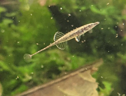 Toothpick fish (indostomus paradoxus)