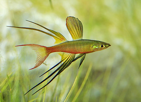 Threadfin Rainbow (Iriatherina werneri)