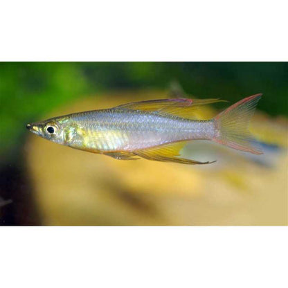 Threadfin Rainbow (Iriatherina werneri)