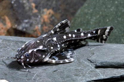 Spotted Raphael Catfish (Agamyxis pectinifrons) *WILD *