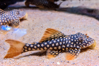 L14 Sunshine Pleco