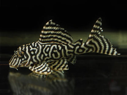 L66 (king Tiger)
