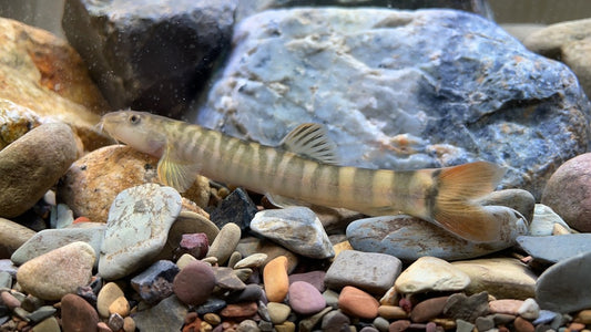 Stone Loach (Schistura poculi) * WILD *
