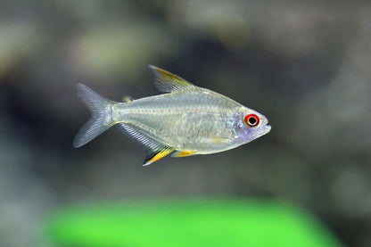 Lemon tetra (Hyphessobrycon pulchripinnis)