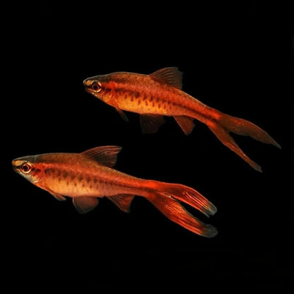 Long Fin cherry Barb