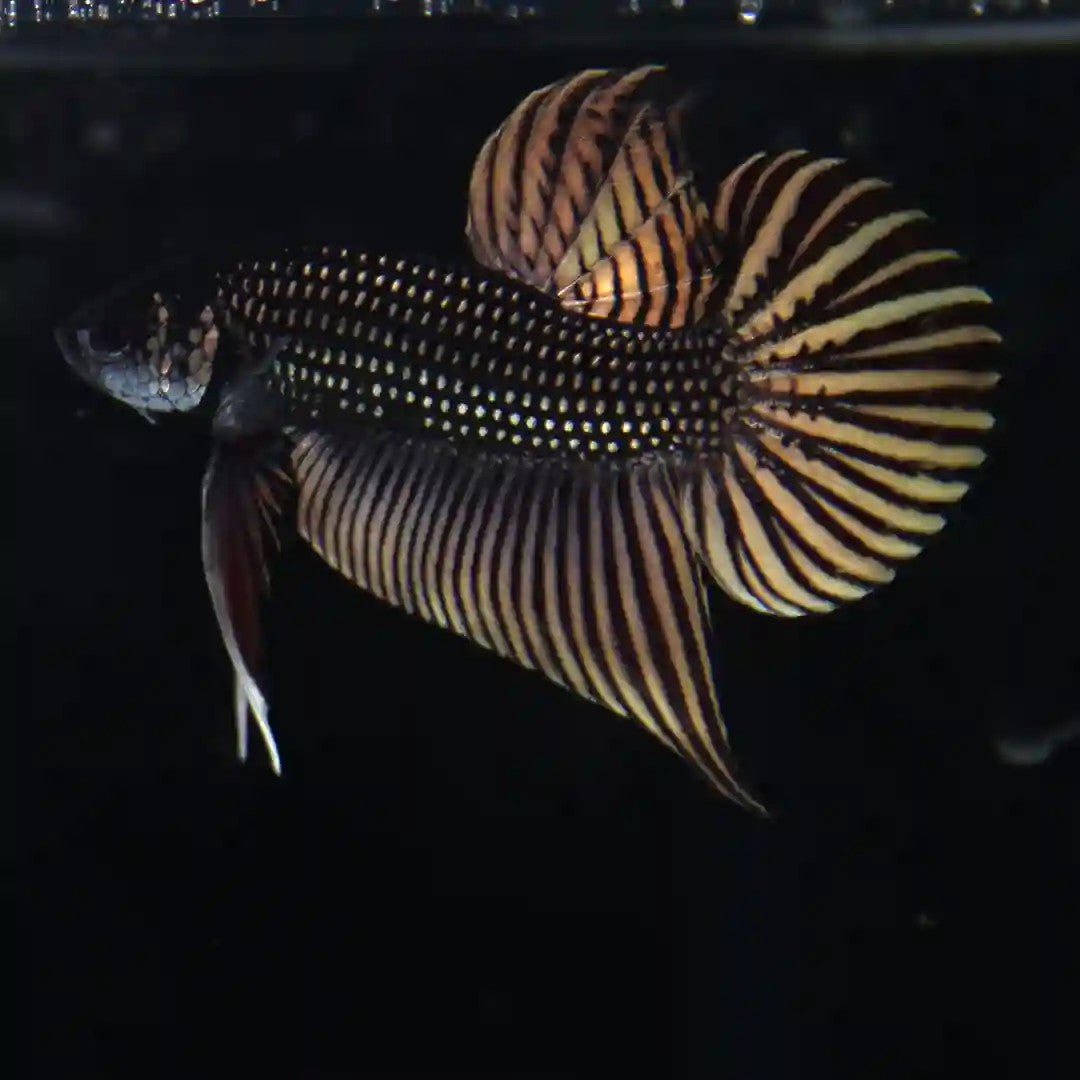 Betta mahachaiensis