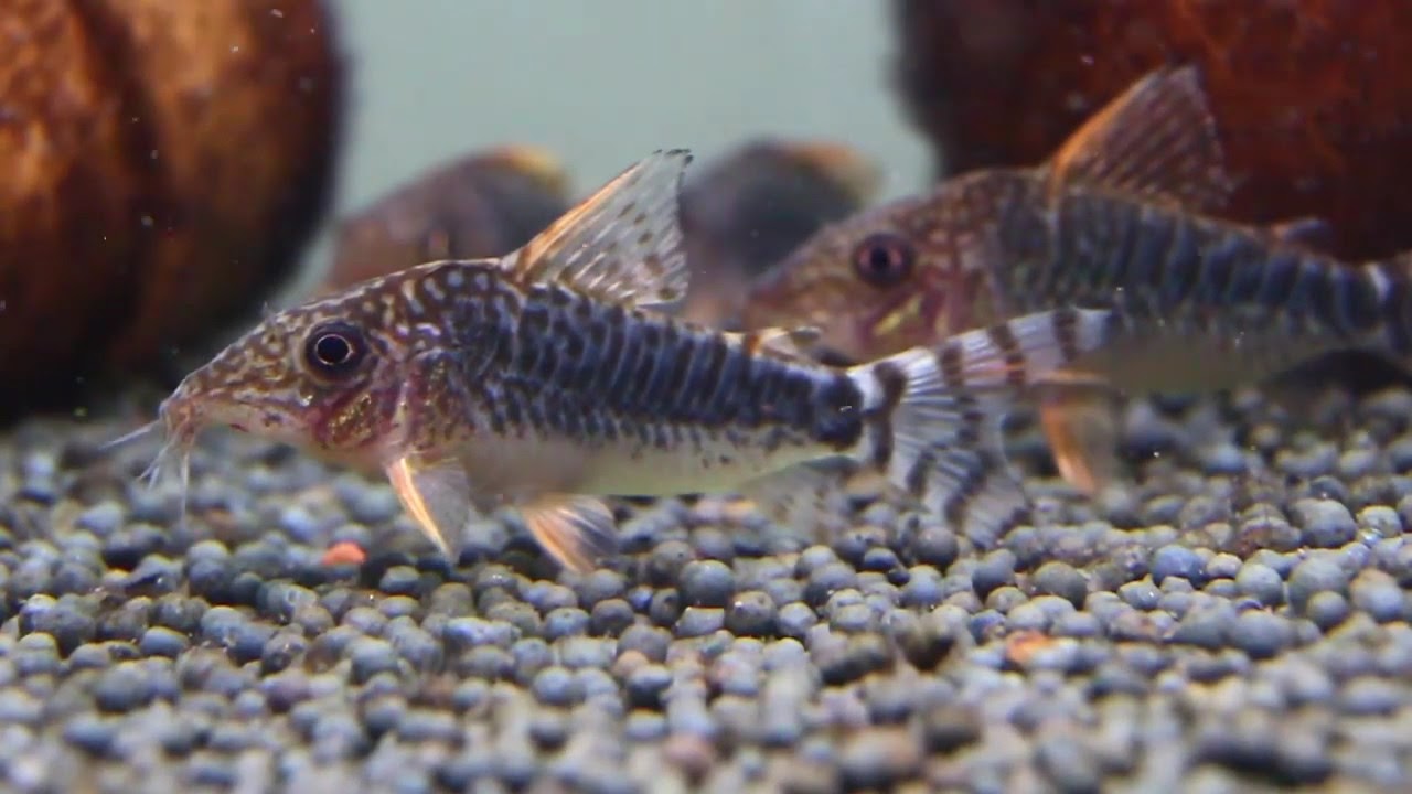 Corydoras Seussi