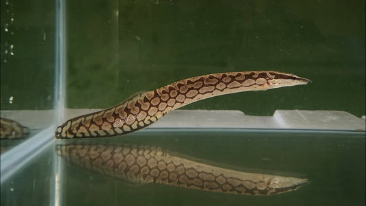 Tire Track eel (Mastacembelus favus) *WILD*