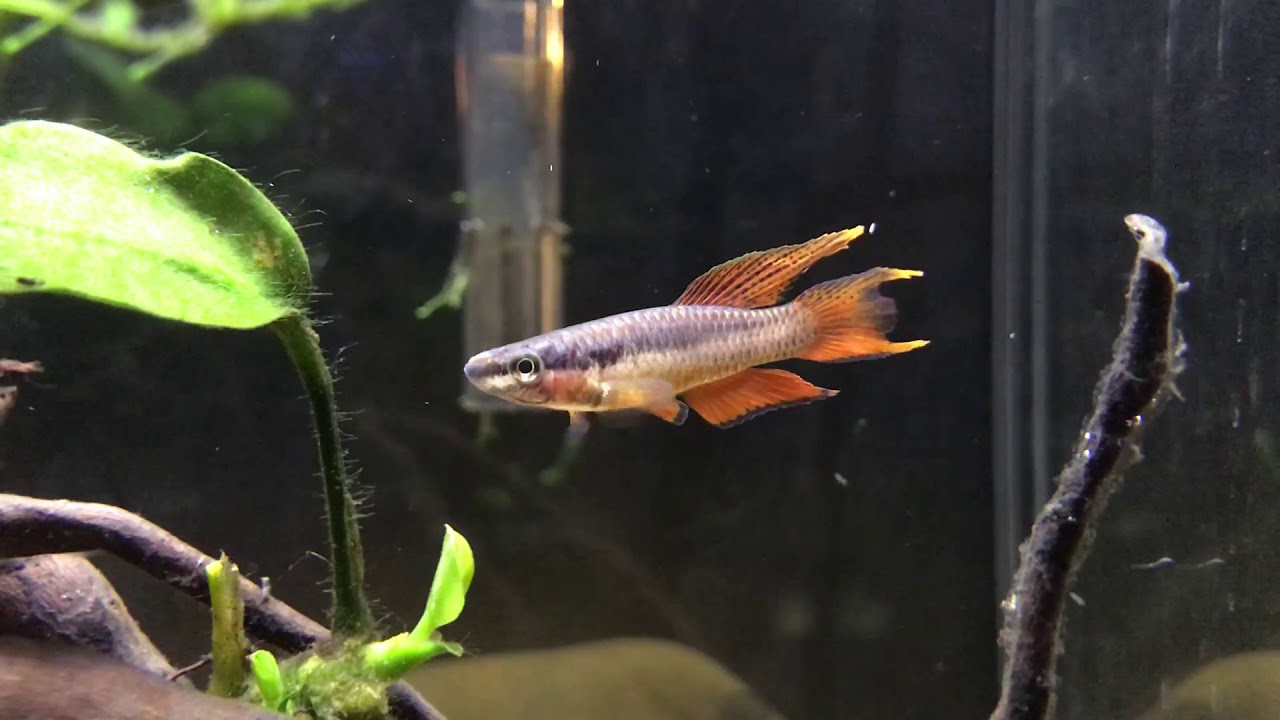 Lagos Red Killifish Pair (Aphyosemion bivittatum lagos)