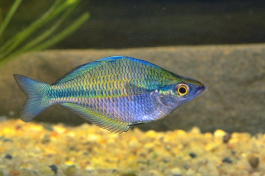 Lake Kutubu rainbowfish (Melanotaenia lacustris)