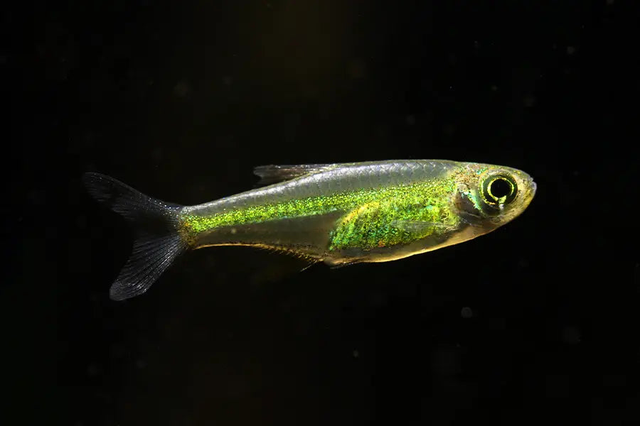 Kubotai Rasbora (Microdevario kubotai)