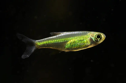 Kubotai Rasbora (Microdevario kubotai)