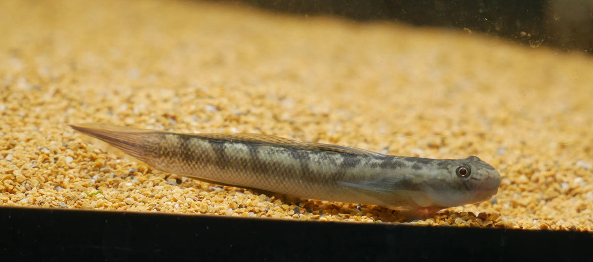 cleft‑lipped goby (Sicyopterus cynocephalus) * WILD *