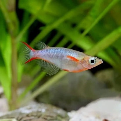 Daisy's Blue Rice Fish (Oryzias woworae)