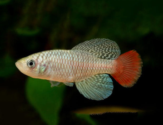Red-tailed Torquoise Notho pair (Nothobranchius patrizii)