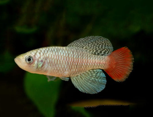 Red-tailed Torquoise Notho pair (Nothobranchius patrizii)