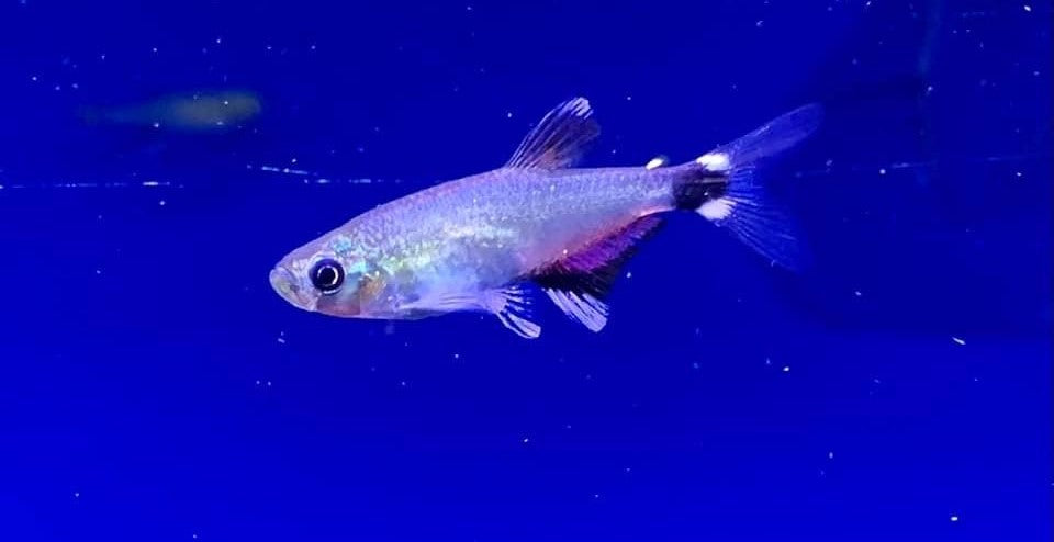 Dawn Tetra (Aphyocharax paraguayensis)