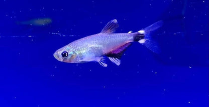 Dawn Tetra (Aphyocharax paraguayensis)
