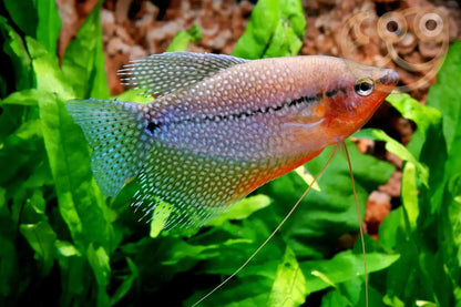 Pearl Gourami (Trichopodus leerii)