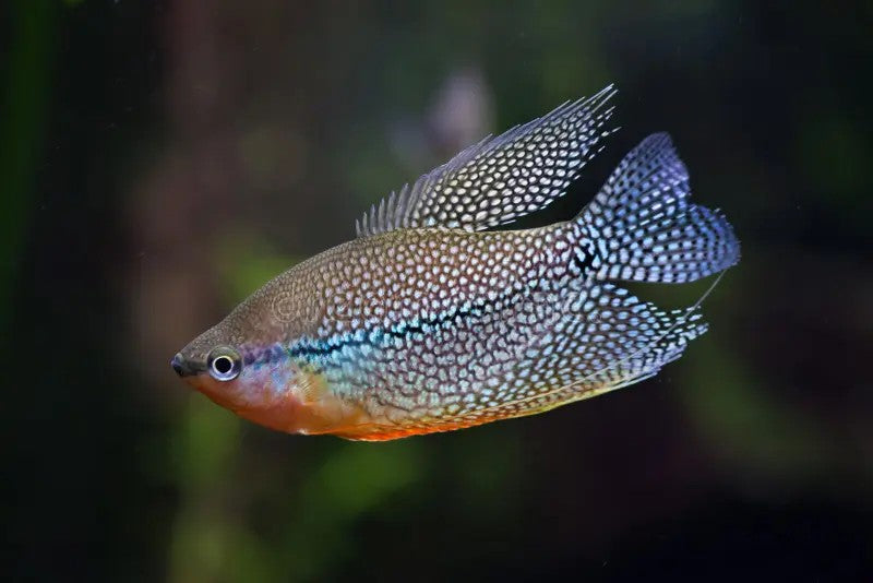 Pearl Gourami (Trichopodus leerii)