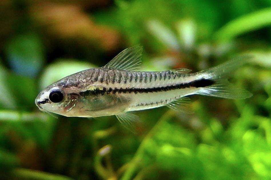 Corydoras pygmaeus