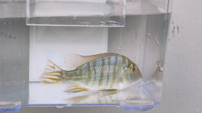 Redhead Tapajos Eartheater (Geophagus pyrocephalus)