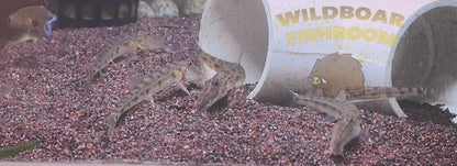 Horseface Loach (Acantopsis dialuzona)