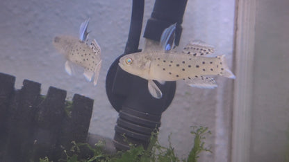 Knight Goby (Stigmatogobius sadanundio)