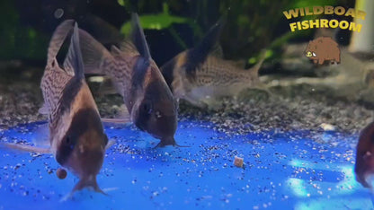 Corydoras CW27