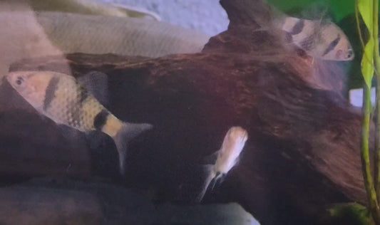 [BUNDLE OFFER] - Ruby Barbs x 3 and Black Phantom tetras x 5