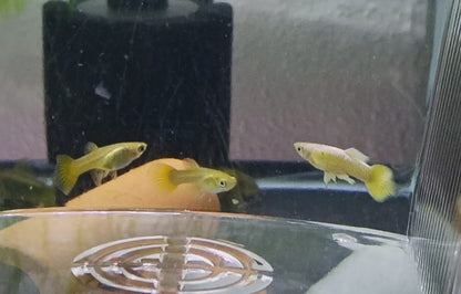 Full Gold Guppy