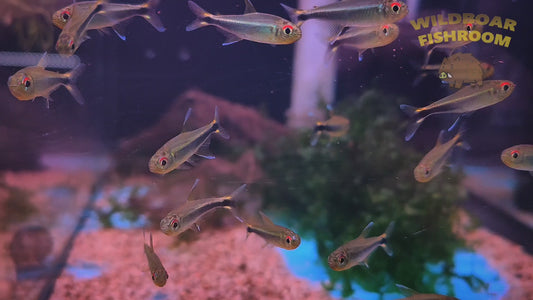 Rio meta tetras (Hyphessobrycon metae)