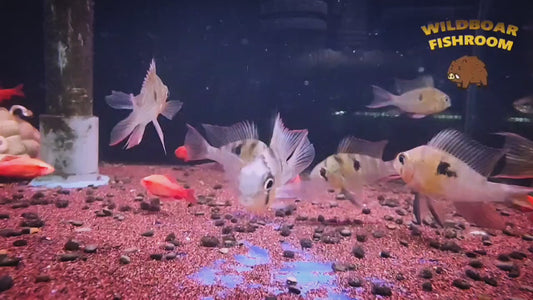 Bolivian ram (Mikrogeophagus altispinosus)