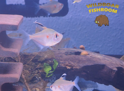 Bleeding heart tetra (Hyphessobrycon erythrostigma)