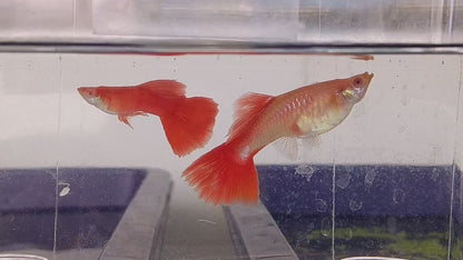 Albino Hi-fin Full red guppy PAIR