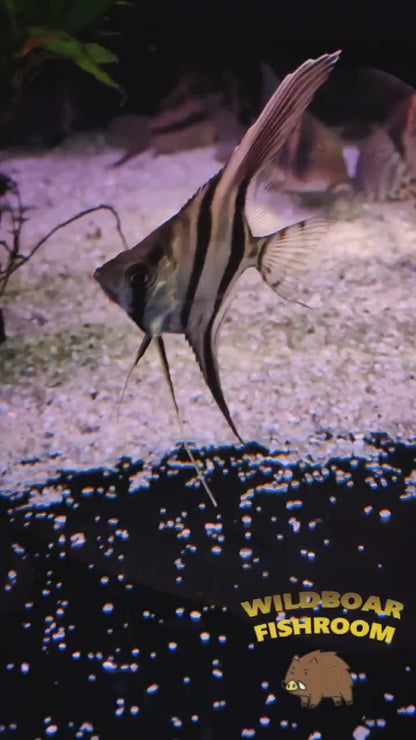 Altum Angelfish (CAPTIVE)
