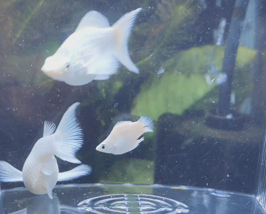 Platinum Balloon mollies trio x 1