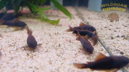 Corydoras schultzei black