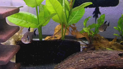 [BUNDLE OFFER] - Ruby Barbs x 4 and Black Phantom tetras x 5