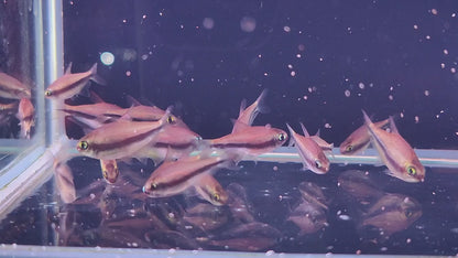 Rainbow emperor tetras