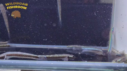 Blue neon goby (Stiphodon atropurpureus)