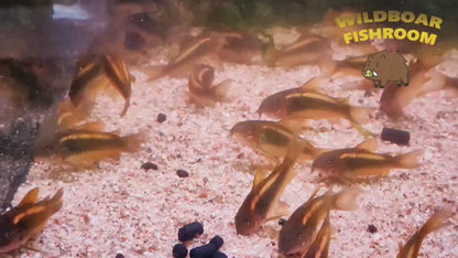 Corydoras Goldline