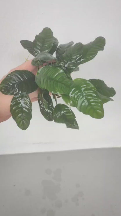 Anubias barteri "coffeefolia"