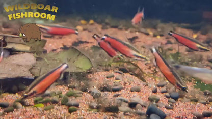 Cenepa Red Pencilfish