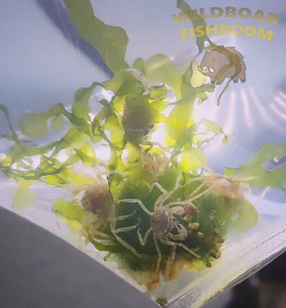 Thai Micro Crab (Limnopilos naiyanetri)